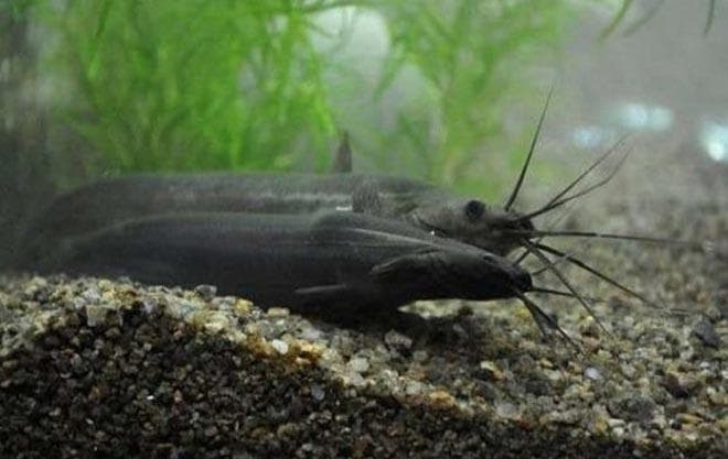 Мешкожаберный сом Мешкожаберный сом