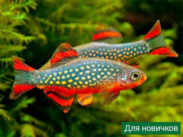 Микрорасбора галактика