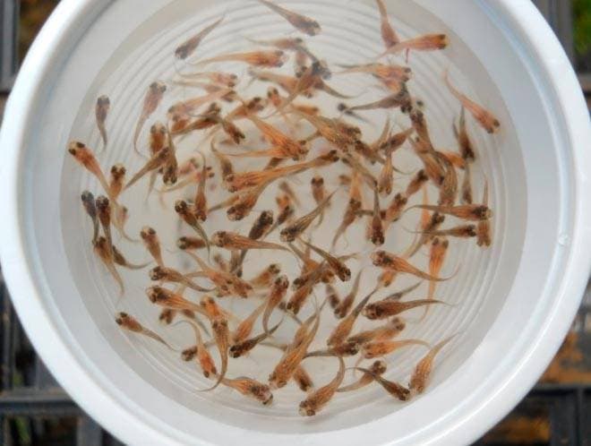 Много мальков гуппи Много мальков гуппи