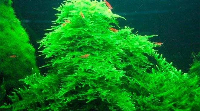 Мох кристмас в аквариуме Мох кристмас в аквариуме