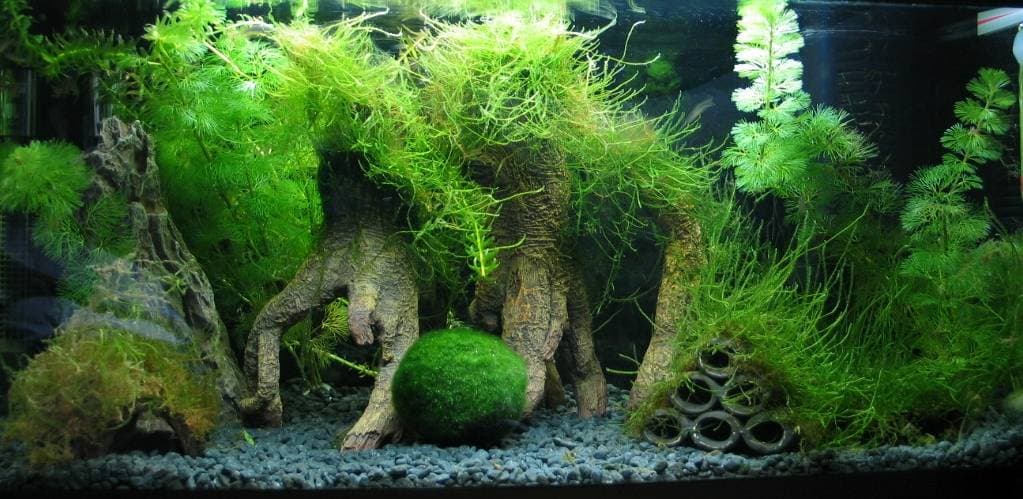 Мох в аквариуме