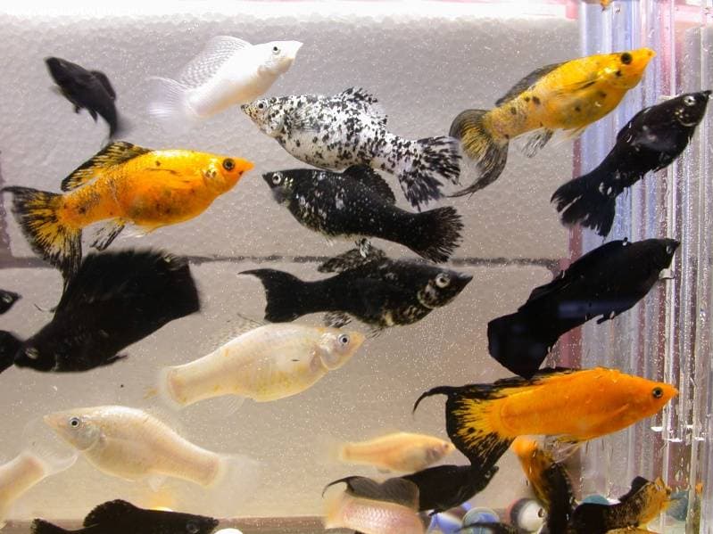 Разные моллинезии