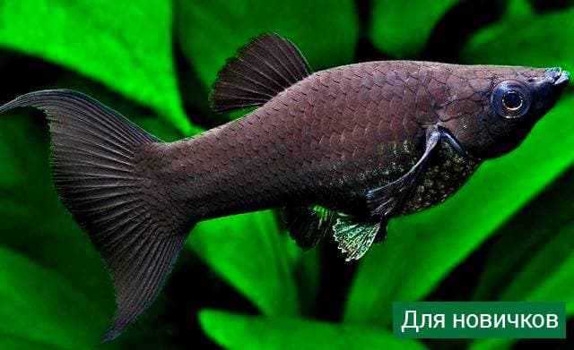 Моллинезия