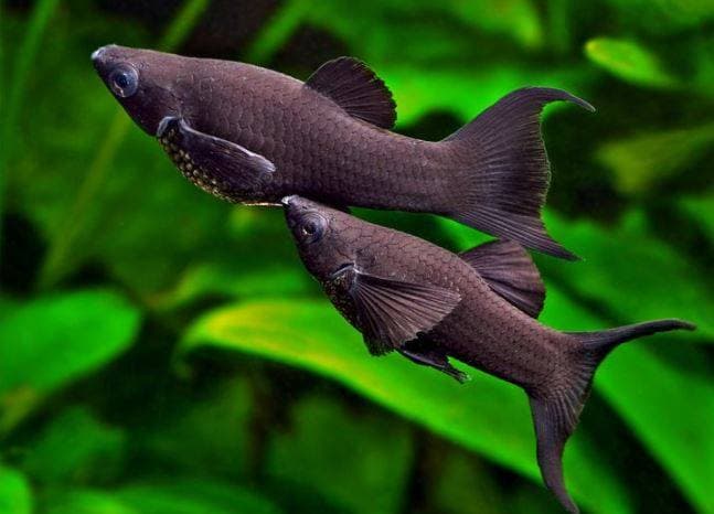 Чёрная моллинезия