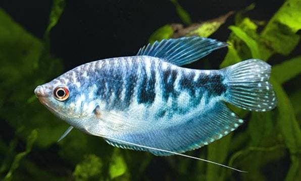 Мраморный гурами