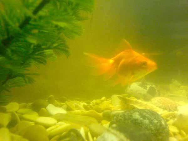 Мутная вода в аквариуме Мутная вода в аквариуме