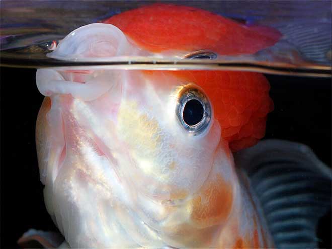 Недостаток кислорода в аквариуме Недостаток кислорода в аквариуме