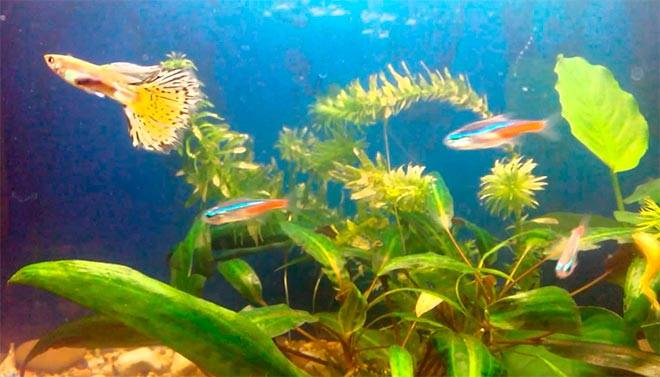 Неоны и гуппи Неоны и гуппи