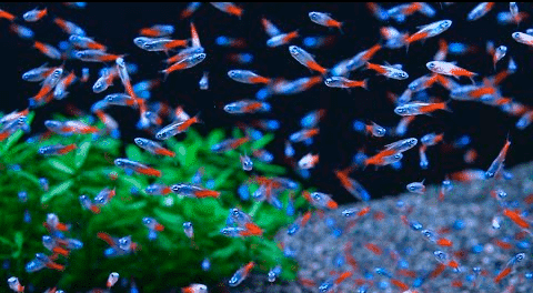 Неоны тетра в аквариуме Неоны тетра в аквариуме