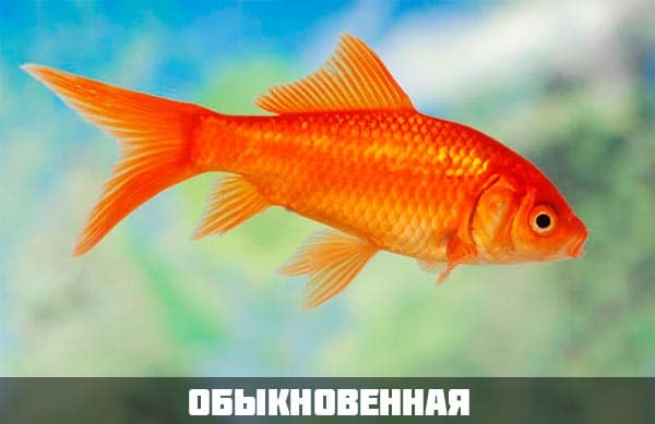 Обыкновенная золотая рыбка