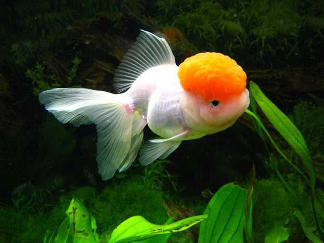 Оранда или красная шапочка Оранда или красная шапочка