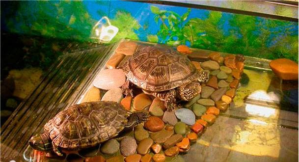 Островок для черепахи Островок для черепахи