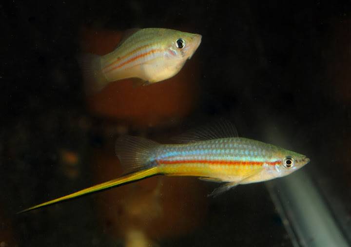 Пара меченосцев