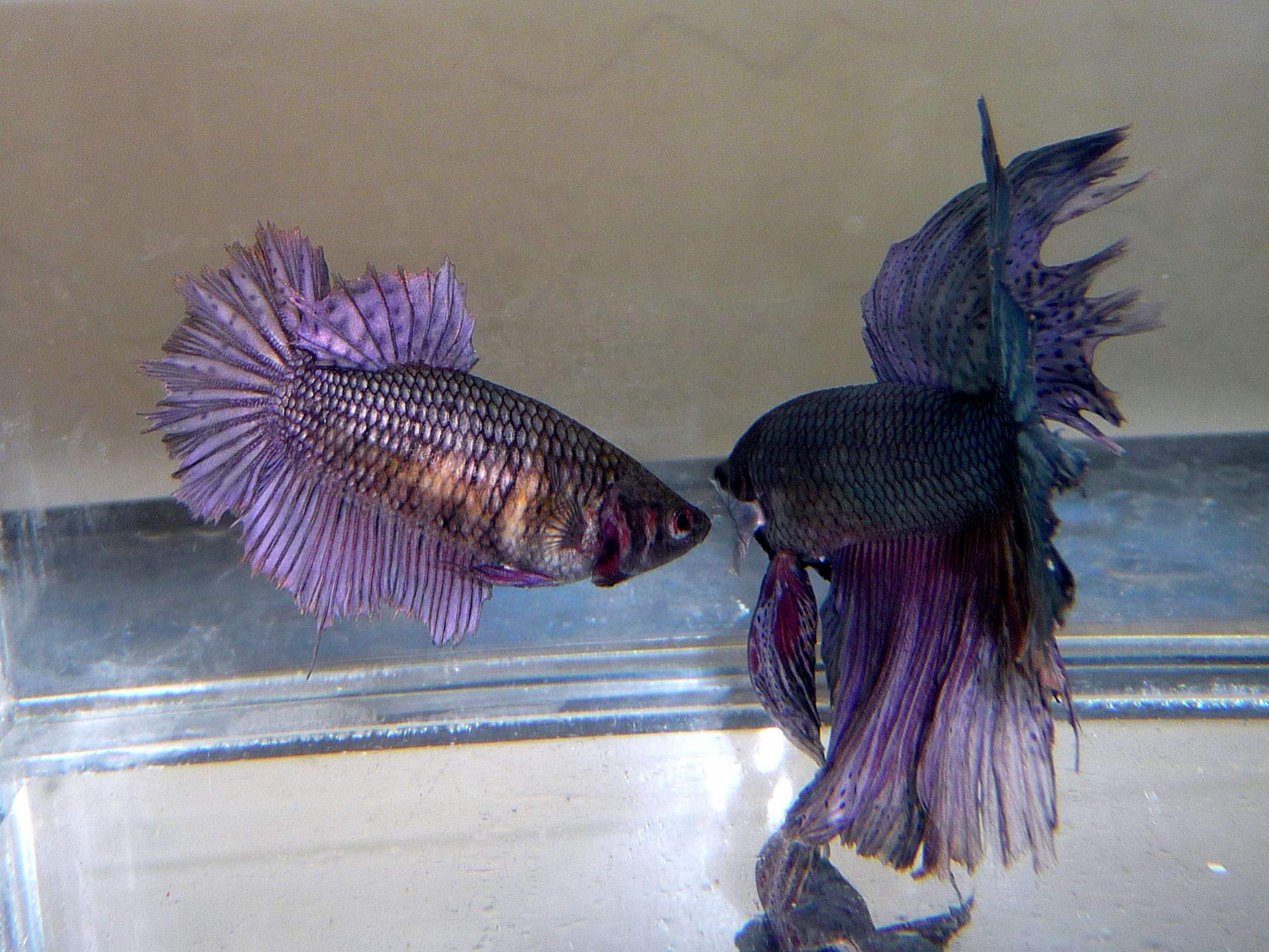 Пара петушков