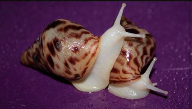 Пара улиток ахатин