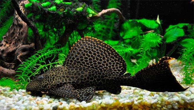 Парчовый сом в аквариуме Парчовый сом в аквариуме