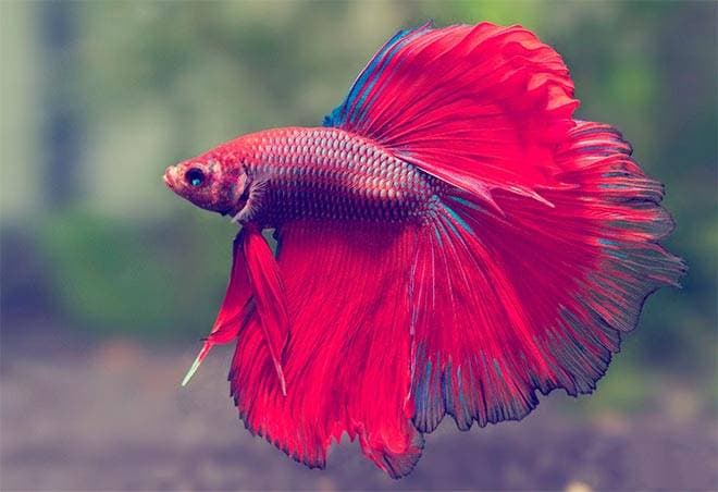 Петушок рыбка Петушок рыбка