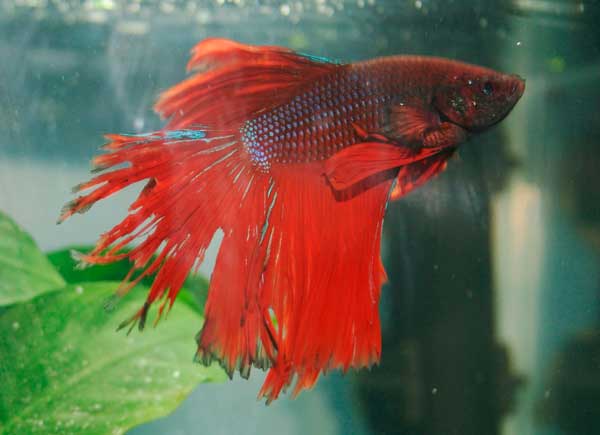 Плавниковая гниль