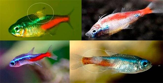 Плистофороз у данио Плистофороз у данио