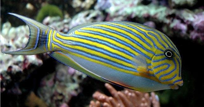Полосатый хирург (Acanthurus lineatus) Полосатый хирург (Acanthurus lineatus)
