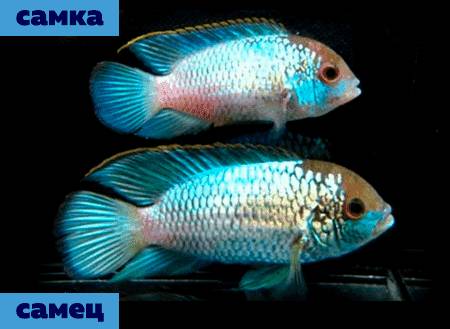 Половые различи блю неона