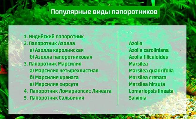 Популярные виды папоротников для аквариума Популярные виды папоротников для аквариума