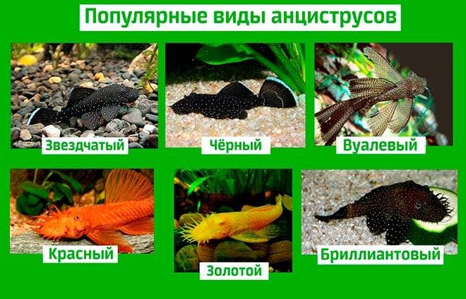 Популярные виды анциструсов Популярные виды анциструсов