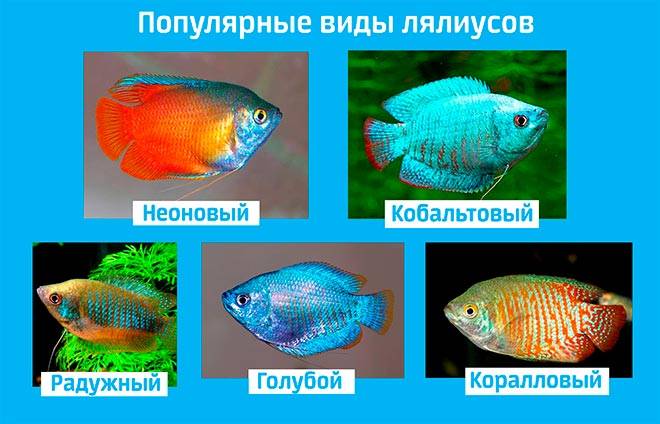 Популярные виды лялиусов Популярные виды лялиусов