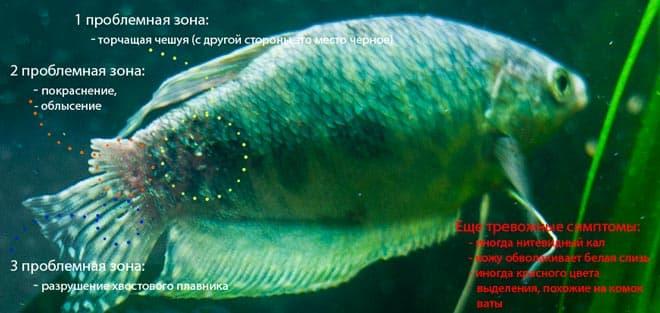 Псевдомоноз мраморного гурами Псевдомоноз мраморного гурами
