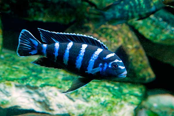 Псевдотрофеус