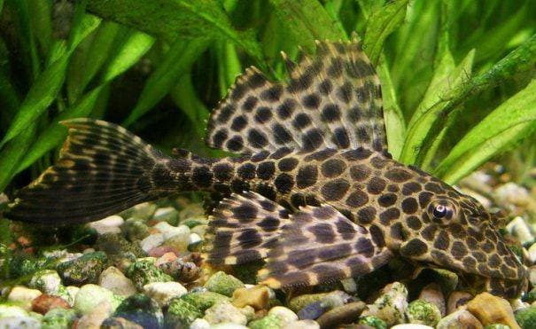 Птеригоплихт