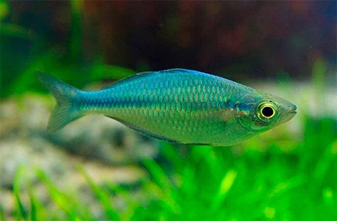 Радужница Бирюзовая Радужница Бирюзовая