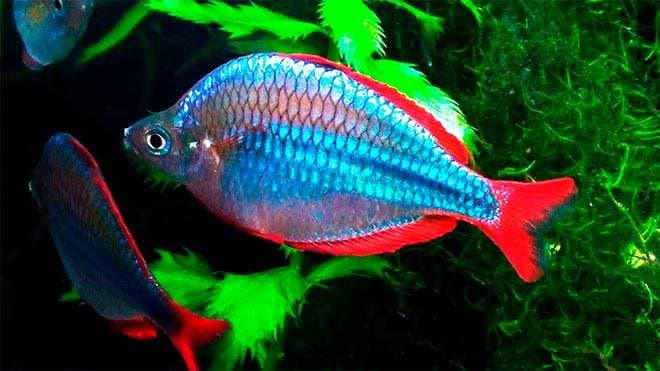 Радужница неоновая Радужница неоновая