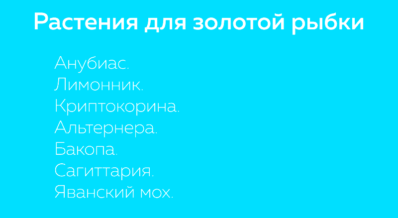 Растения для золотой рыбки Растения для золотой рыбки