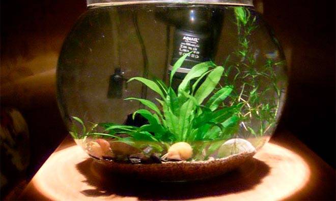 Растения в круглом аквариуме Растения в круглом аквариуме