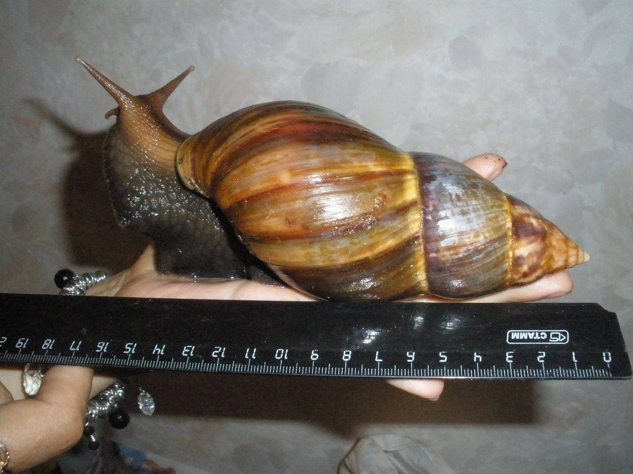 Размер ахатины