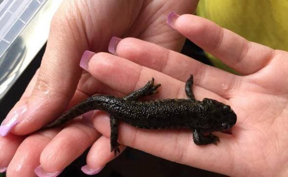 Размер тритона