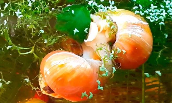 Размножение улиток Размножение улиток