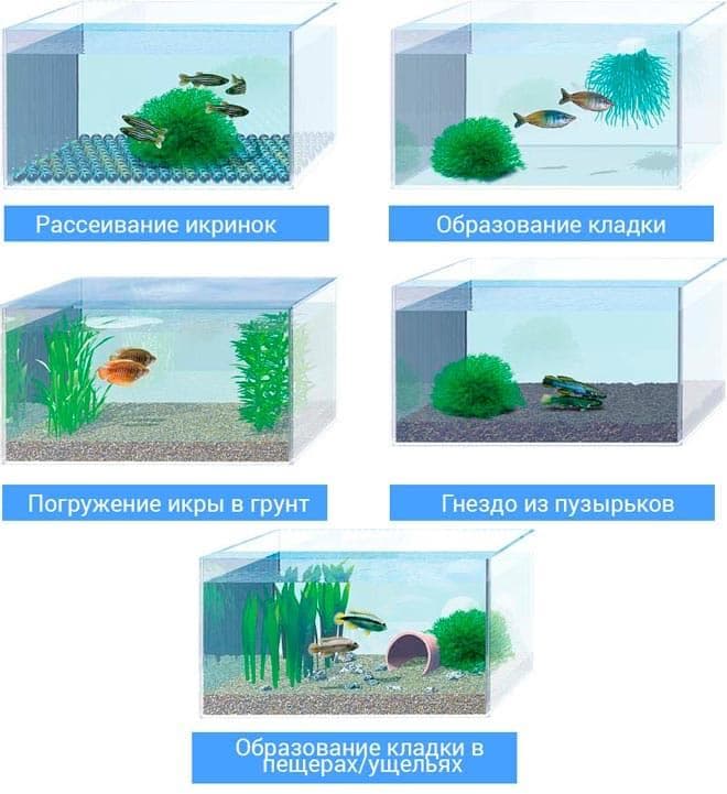 Размножение икромечущих Размножение икромечущих