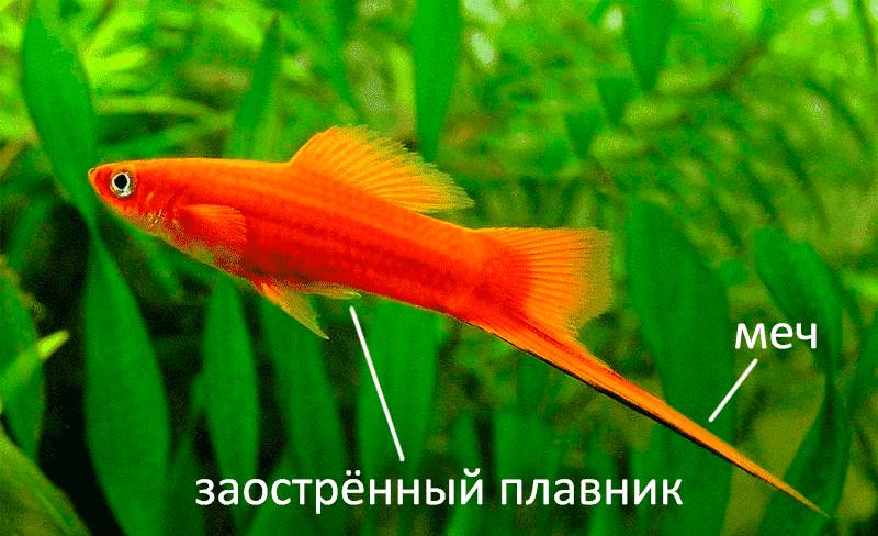 Меченосец самец