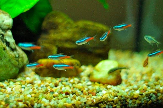 Размножение неонов Размножение неонов