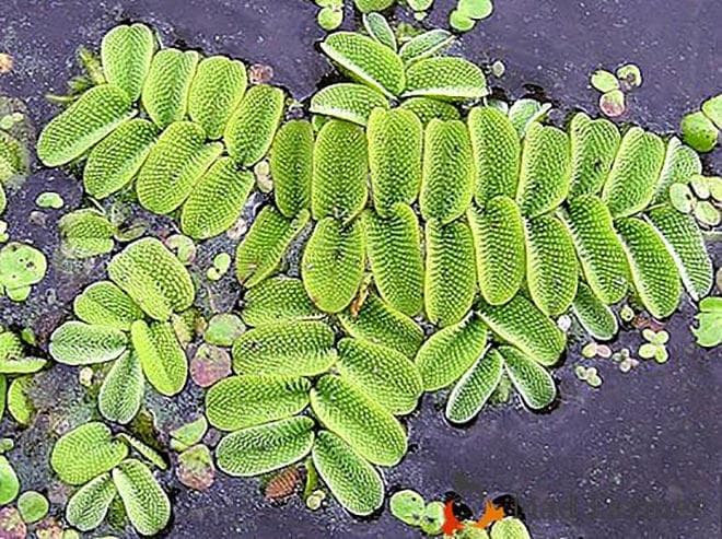 Рейза (Salvinia reusii) Рейза (Salvinia reusii)