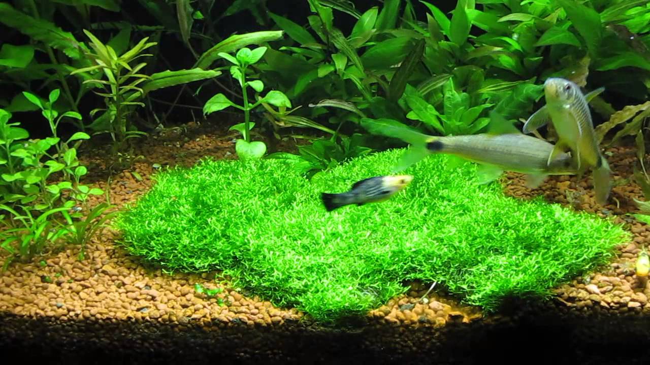 Риччия на дне Риччия на дне