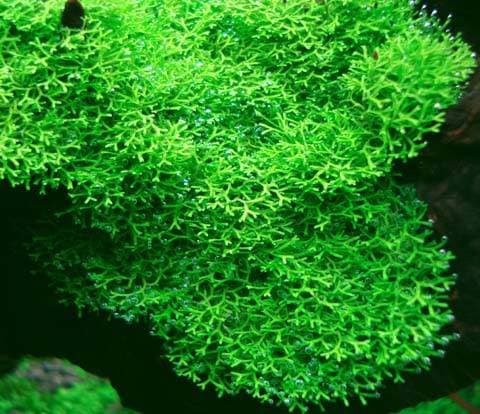 Риччия плавающая Риччия плавающая