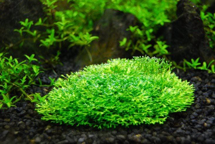 Риччия плавающая