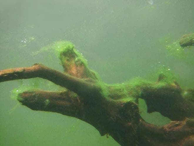 Ризоклониум Ризоклониум