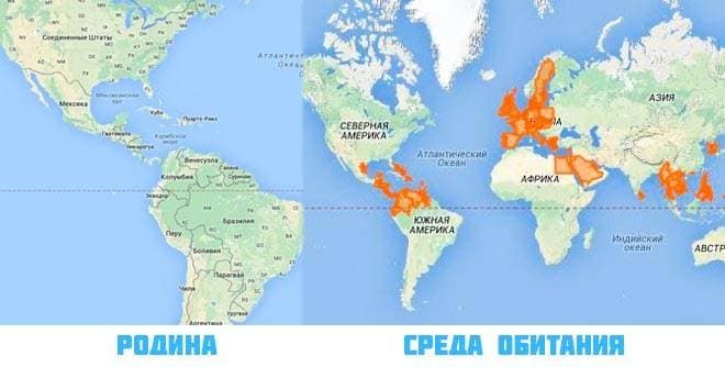 Родина и среда обитания красноухой черепахи Родина и среда обитания красноухой черепахи