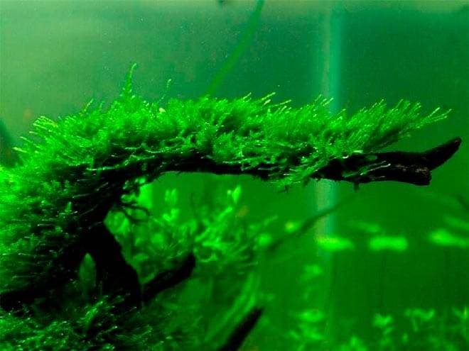 Рождественский мох на коряге Рождественский мох на коряге