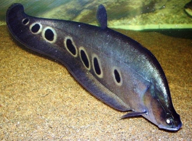 Рыба-нож Рыба-нож