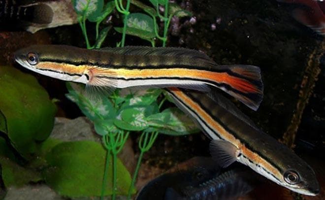 Рыба змееголов красный Рыба змееголов красный